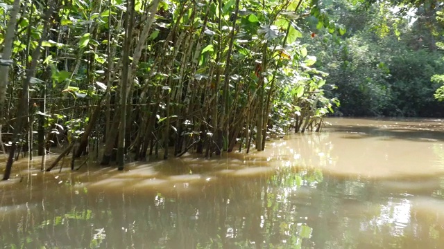 贝伦湿地Pará (Igarapé和Igarapó)视频素材