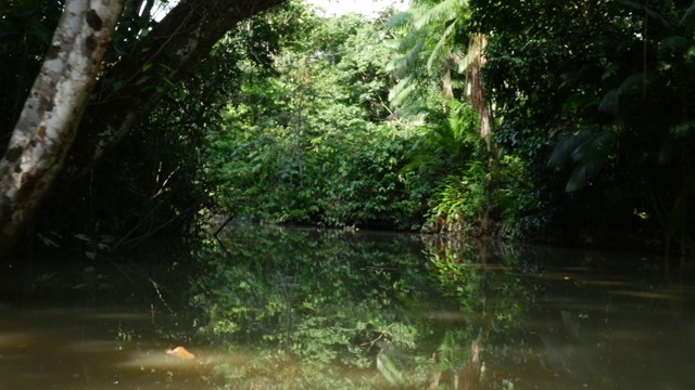 贝伦湿地Pará (Igarapé和Igarapó)视频素材