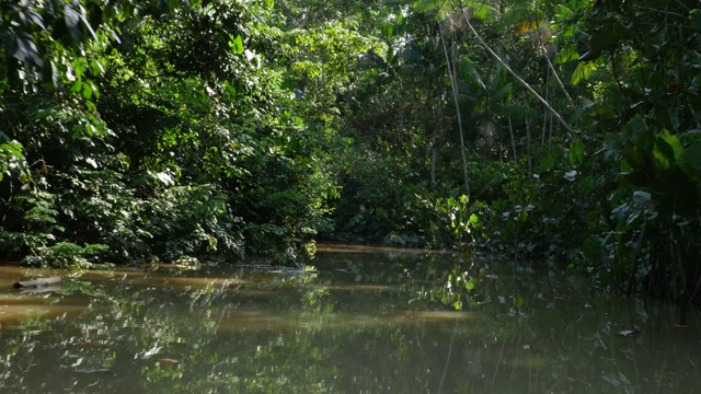 贝伦湿地Pará (Igarapé和Igarapó)视频素材