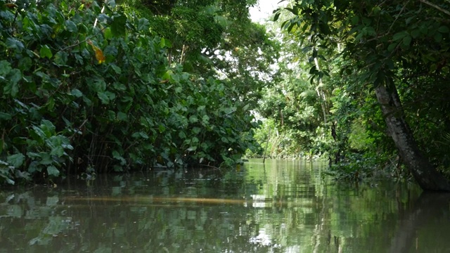 贝伦湿地Pará (Igarapé和Igarapó)视频素材