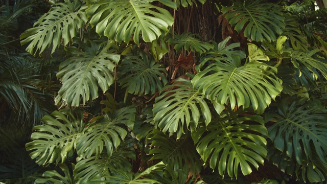 蓬莱蕉植物视频素材