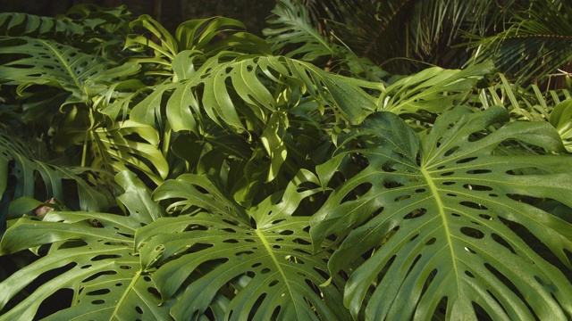 蓬莱蕉植物视频素材