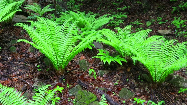 植物/洪川枪，江原道，韩国视频素材