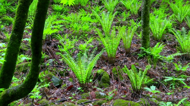 森林中的植物/韩国江原道洪川枪视频素材