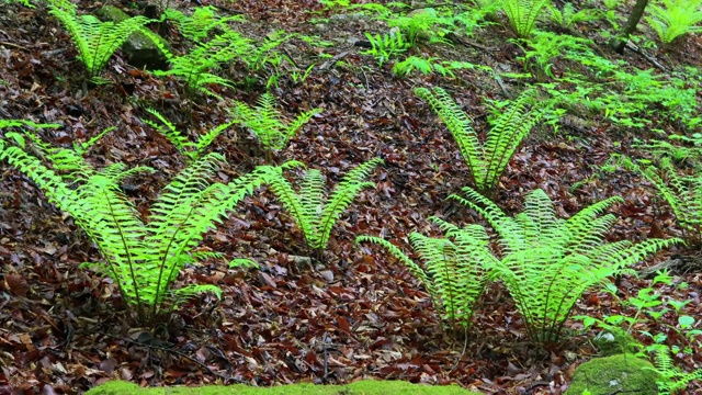 植物/洪川枪，江原道，韩国视频素材