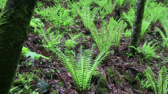 植物/洪川枪，江原道，韩国视频素材