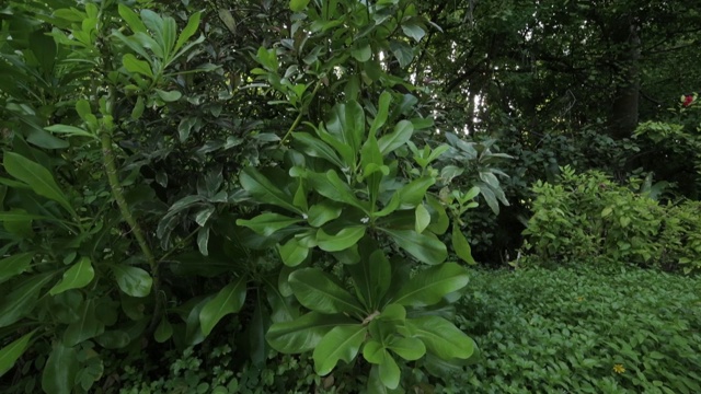 这是一条连接印度洋岛屿上奇异植物群的小路视频下载