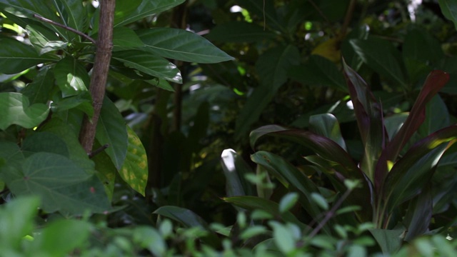 印度洋岛屿上的奇异植物群视频下载