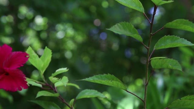 花园里的红花视频素材