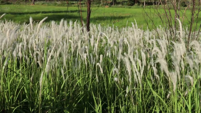 草地上视频素材