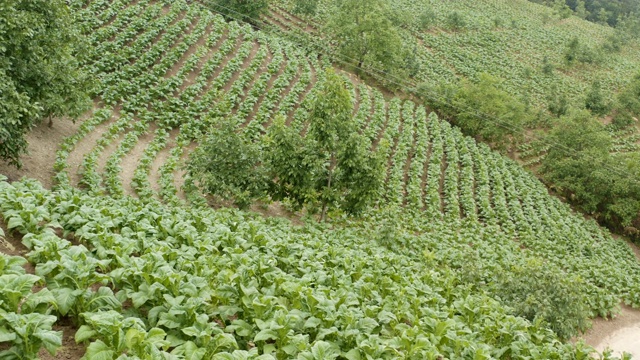 烟草田鸟瞰图视频素材