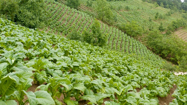 烟草田鸟瞰图视频素材