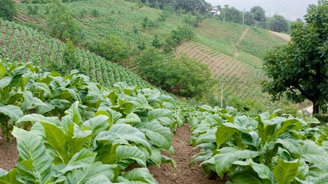 烟草田鸟瞰图视频素材