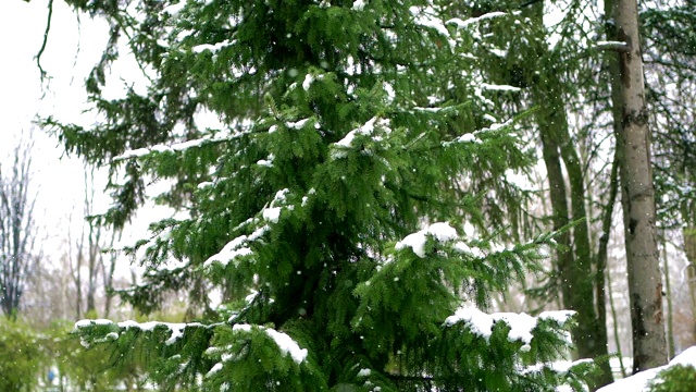 公园里正在下雪视频素材