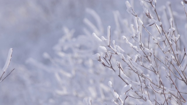 冬天的树枝上有雪/江原道正城郡，韩国视频素材