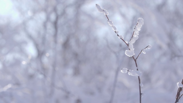 冬天的树枝上有雪/江原道正城郡，韩国视频素材