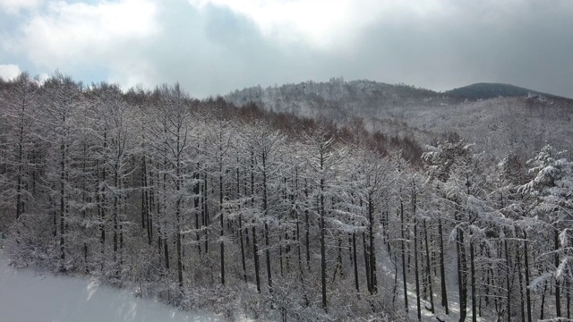 冬天下雪的树林/江原道正城郡，韩国视频素材