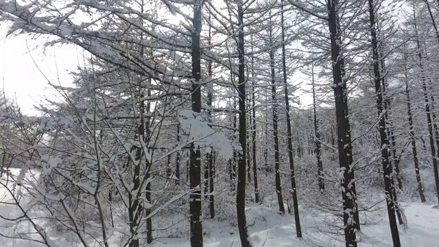 冬天下雪的树林/江原道正城郡，韩国视频素材