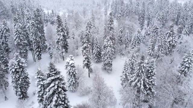 鸟瞰图一个下雪的针叶林冬天森林期间。冬季背景与前向视差效果和真实降雪视频素材