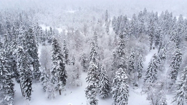 鸟瞰图一个下雪的针叶林冬天森林期间。冬季背景与前向视差效果和真实降雪视频素材