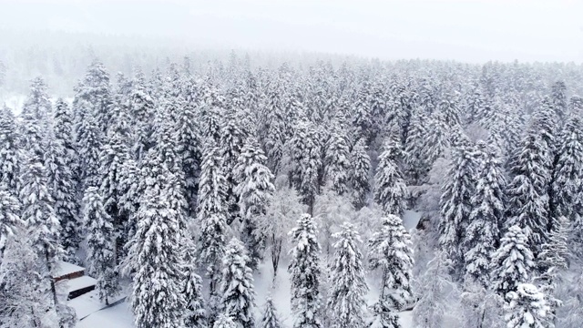 鸟瞰图一个下雪的针叶林冬天森林期间。冬季背景与前向视差效果和真实降雪视频素材