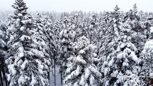 令人惊叹的低空鸟瞰图飞过混合森林和高大的雪松树过去的树枝在雪。冬季森林期间降雪4k视频素材