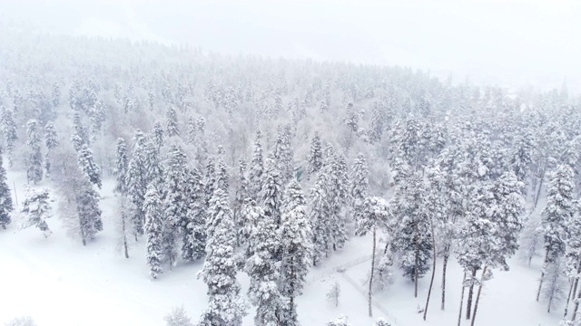 鸟瞰图一个下雪的针叶林冬天森林期间。冬季背景与前向视差效果和真实降雪视频素材