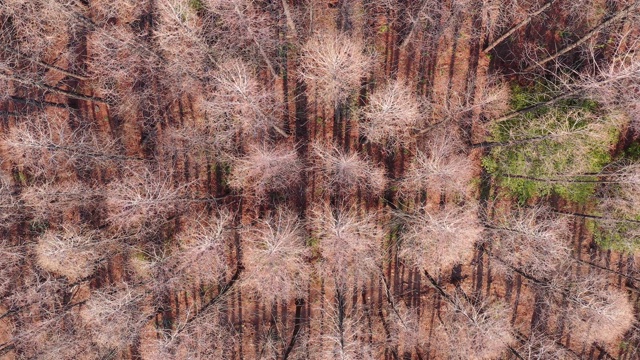 一幅水杉森林的无人机拍摄照片视频素材