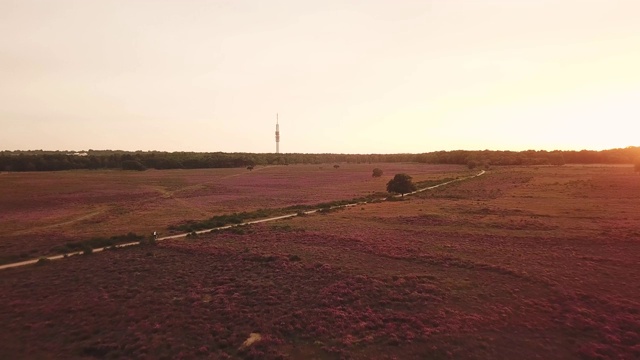 自行车在紫色石南空中在荷兰风景视频素材