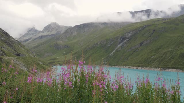 美丽的风景，在瑞士瓦莱州的高山湖。没有人，只有风景。夏天的青山，碧蓝的湖水，紫色的花朵视频素材