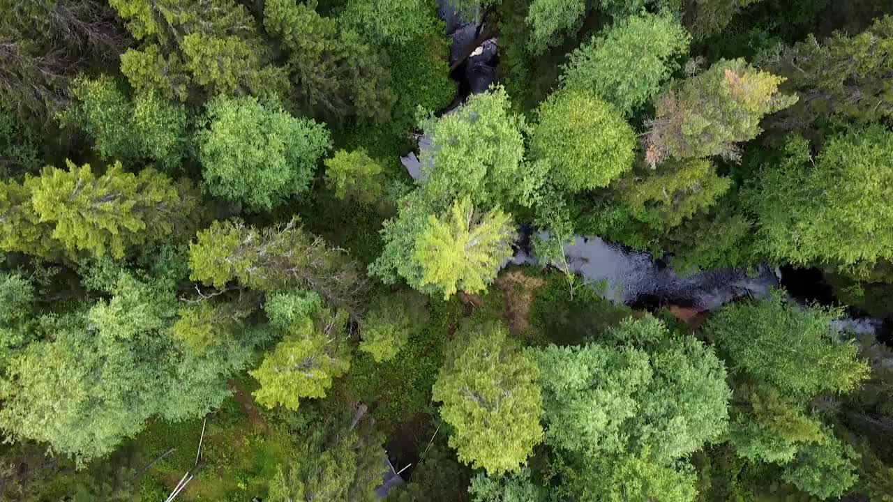 在森林上空飞行，在夏天从空中俯瞰森林。无人机拍摄飞越树顶，自然背景视频素材