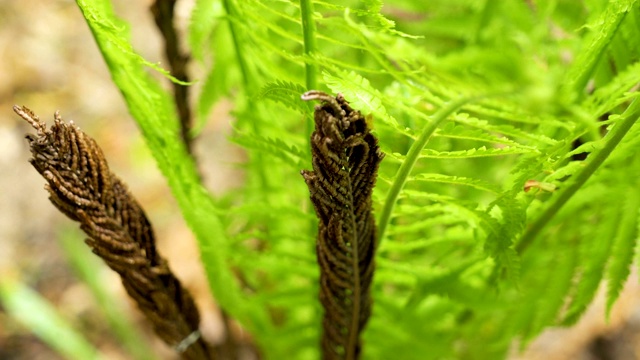 蕨类植物枯萎的叶子视频素材