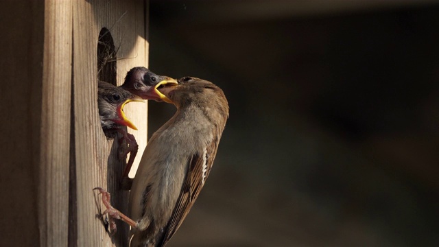 家麻雀:父母给小鸟喂食视频素材