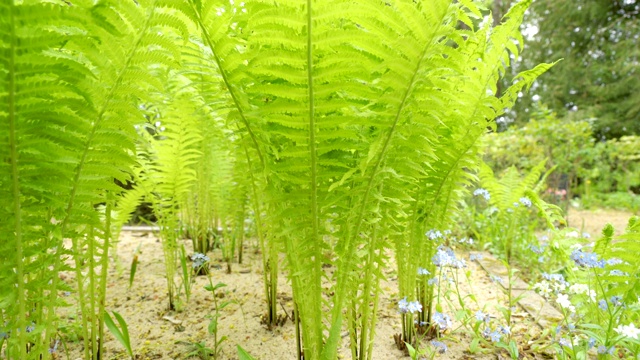 在花园外面种蕨类植物视频素材