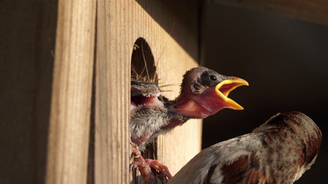 家麻雀:父母给小鸟喂食视频素材