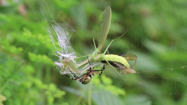 黄蜂蜘蛛(Argiope bruennichi)捕捉螳螂视频素材