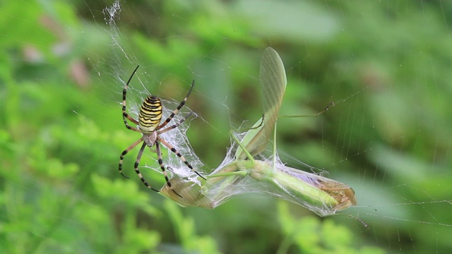 黄蜂蜘蛛(Argiope bruennichi)捕捉螳螂视频素材