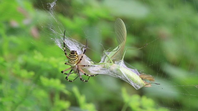 黄蜂蜘蛛(Argiope bruennichi)捕捉螳螂视频素材