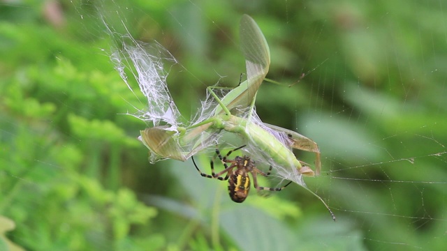 黄蜂蜘蛛(Argiope bruennichi)捕捉螳螂视频素材