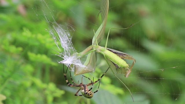 黄蜂蜘蛛(Argiope bruennichi)捕捉螳螂视频素材