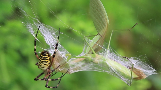 黄蜂蜘蛛(Argiope bruennichi)捕捉螳螂视频素材