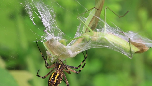 黄蜂蜘蛛(Argiope bruennichi)捕捉螳螂视频素材