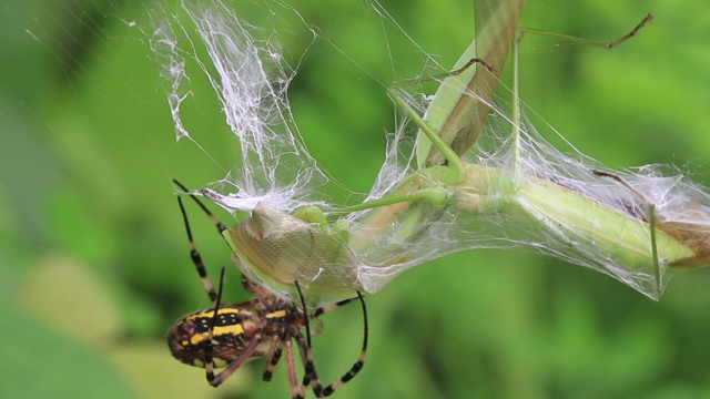 黄蜂蜘蛛(Argiope bruennichi)捕捉螳螂视频素材