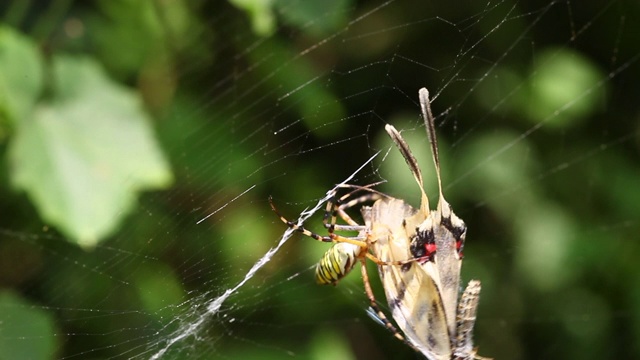 龙燕尾(Sericinus montela)被黄蜂蜘蛛(Argiope bruennichi)的网捕获视频素材