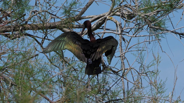 朱鹭，Plegadis falcinellus, Camargue，法国视频素材