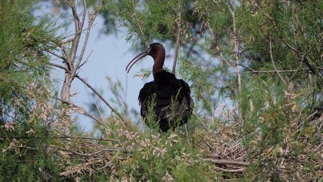 朱鹭，Plegadis falcinellus, Camargue，法国视频素材