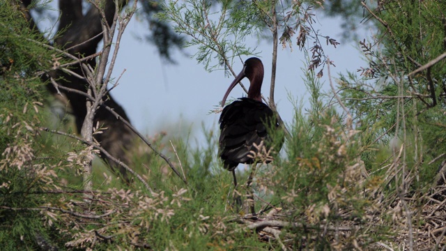 朱鹭，Plegadis falcinellus, Camargue，法国视频素材