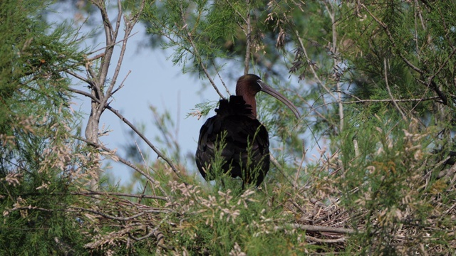 朱鹭，Plegadis falcinellus, Camargue，法国视频素材