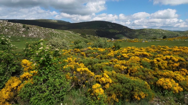 塞文国家公园，col de niel, Mont Lozere，法国。视频素材