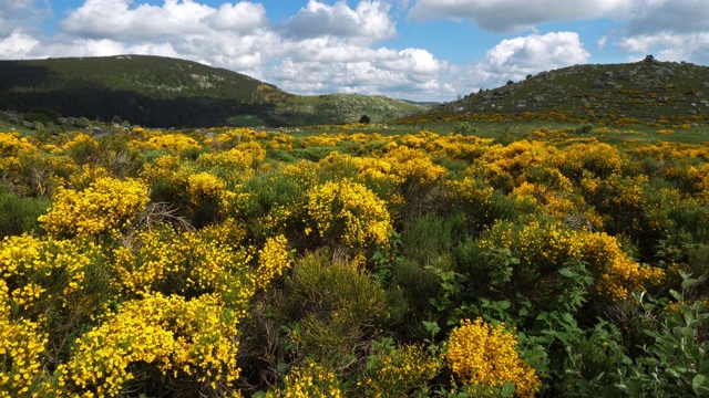 塞文国家公园，col de niel, Mont Lozere，法国。视频素材